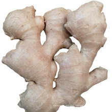 Alibaba high quality purity natural air dry mature ginger for sale